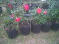 Knockout_roses